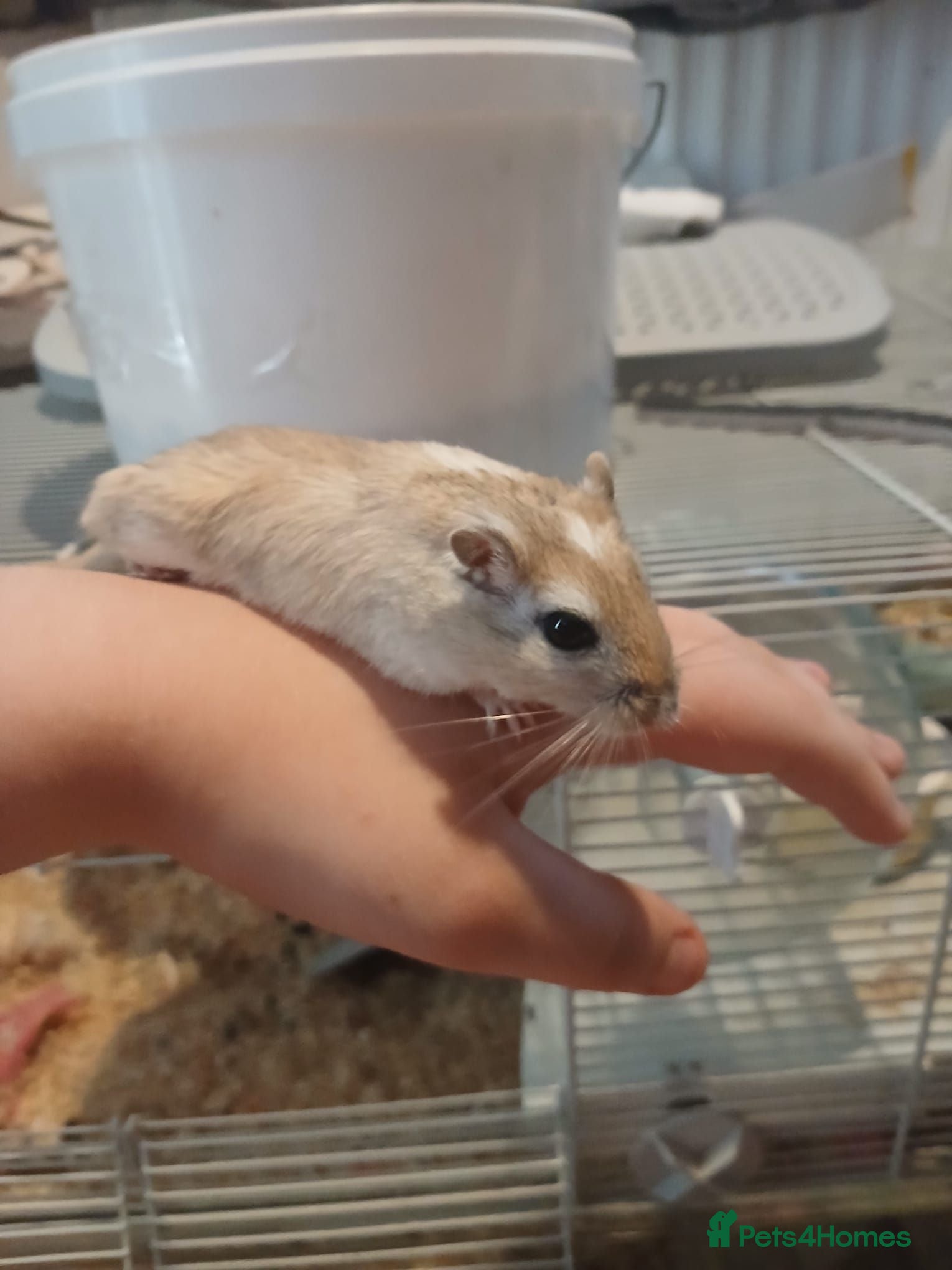 Gerbil rodents Gerbils - Advert 1
