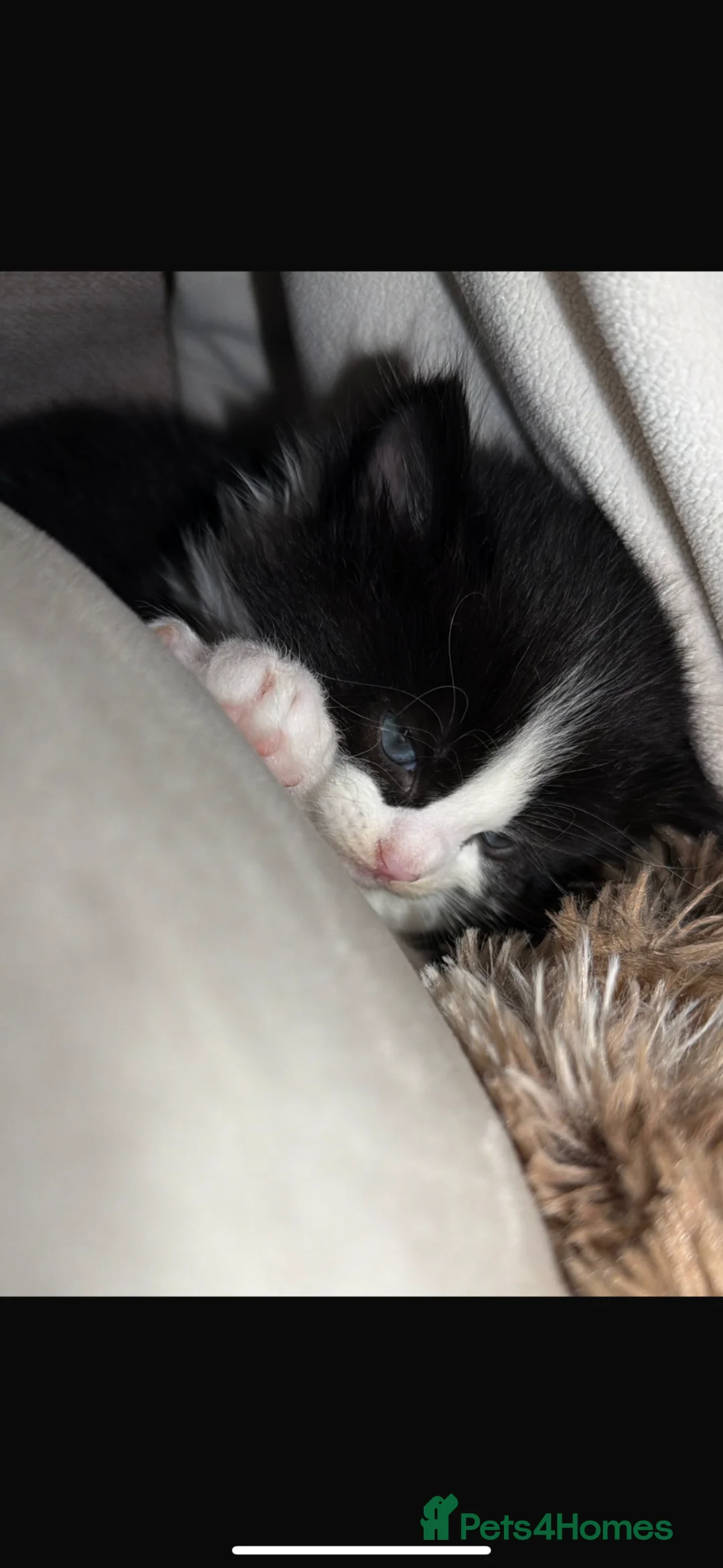 Mixed Breed cats for sale: Mixed Breed White & Black Kitten  - Advert 3