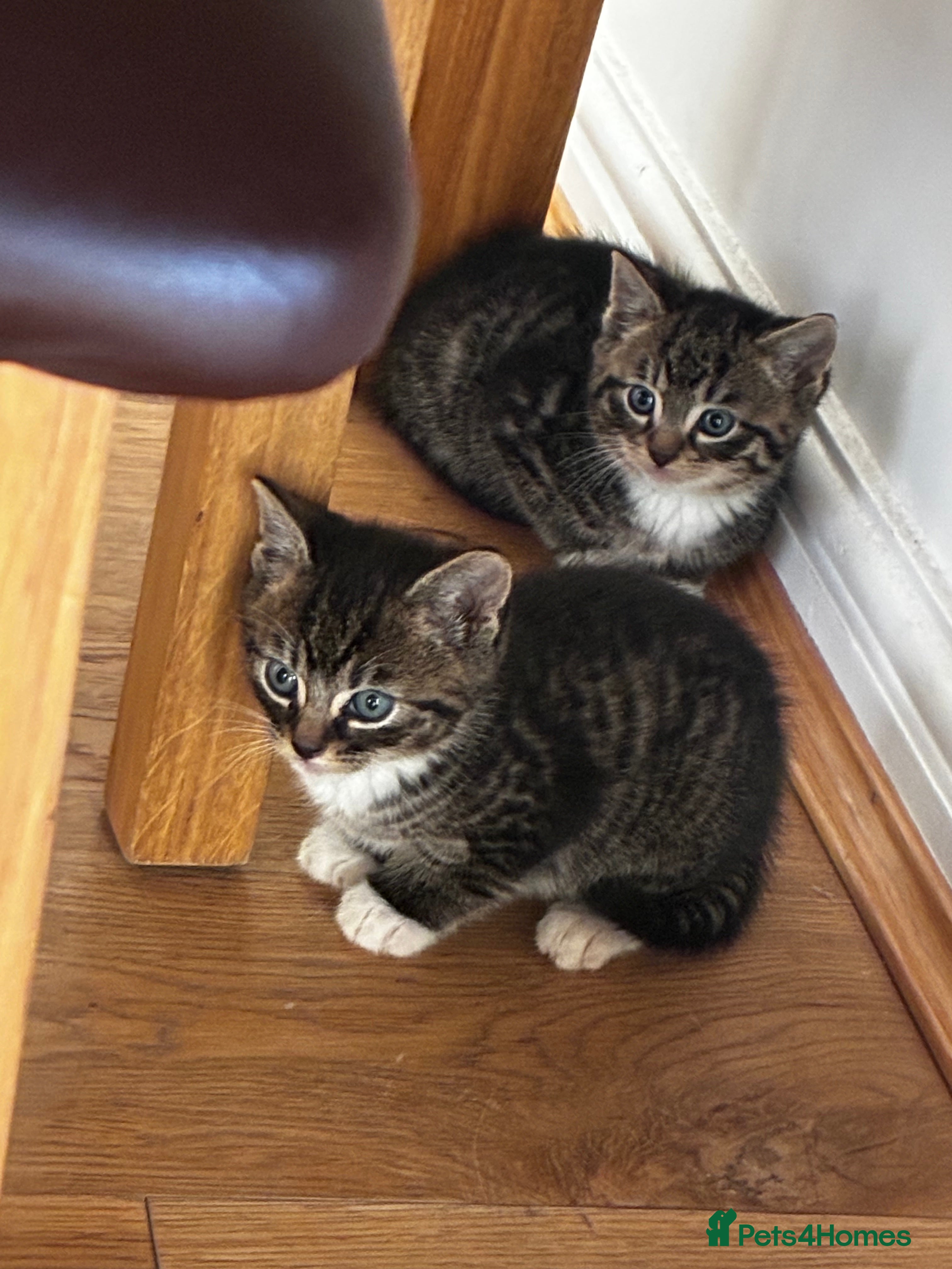 Mixed Breed cats 4 male kittens  - Advert 1