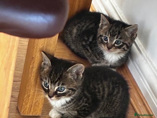 Mixed Breed cats 4 male kittens - Advert 1