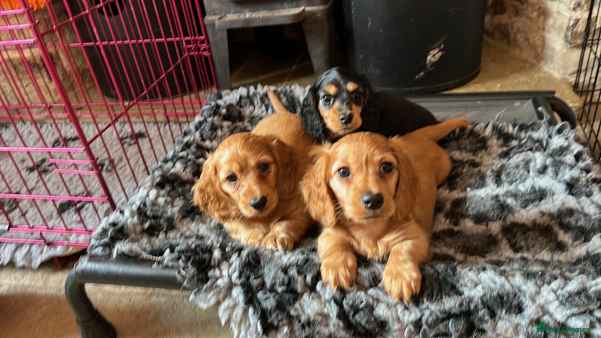 Miniature Dachshund dogs Brothers & sisters  to Crufts Best Puppy Dog 2025 - Advert 2