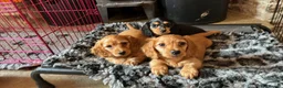 Miniature Dachshund dogs for sale: Brothers & sisters  to Crufts Best Puppy Dog 2025 in Hereford - Advert 2