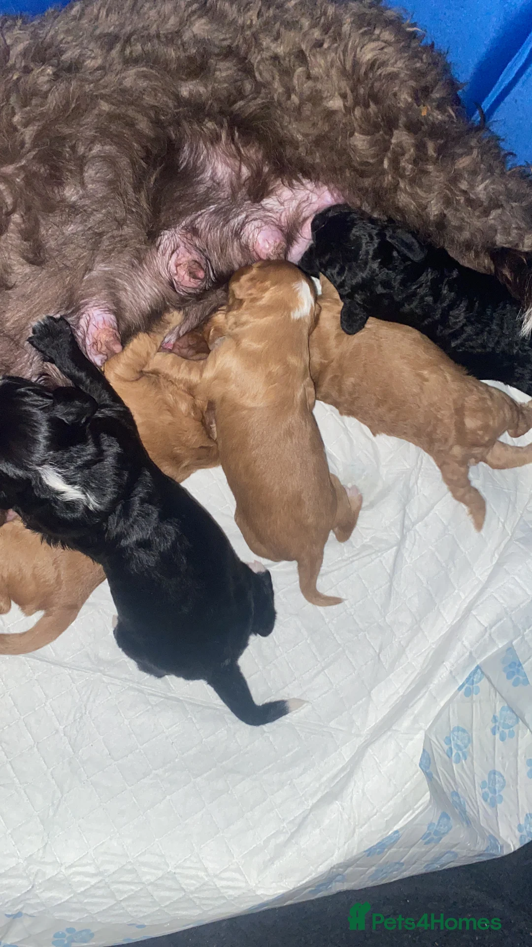 Cockapoo dogs for sale: 5 beautiful cockapoo puppies  - Advert 9