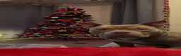American Bully dogs for sale: Pocket bully  - Advert 8