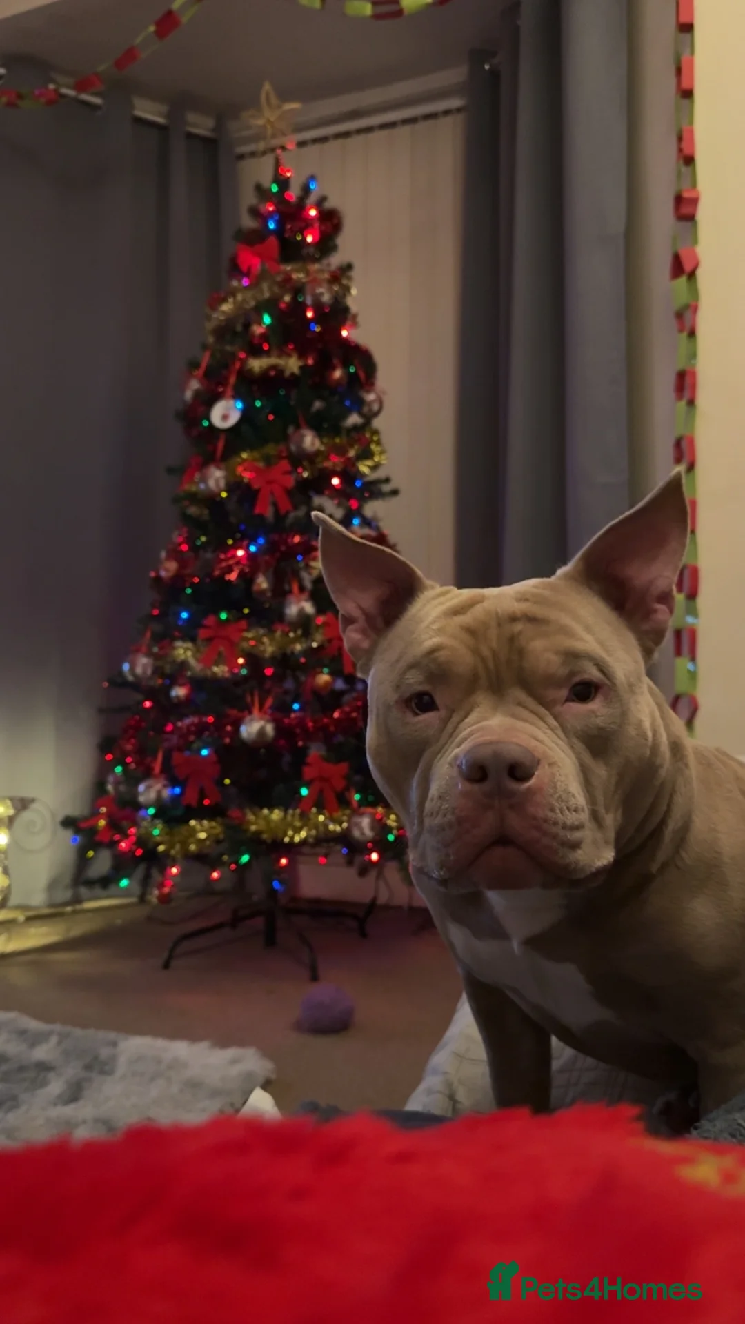 American Bully dogs for sale: Pocket bully  - Advert 8