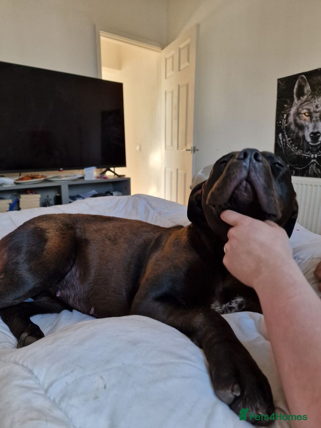 American Bulldog dogs for sale: Two loving dogs available due to medical issues - Advert 6