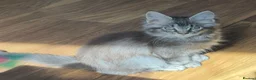 Maine Coon cats for sale: ✨ EXCEPTIONAL TICA-REGISTERED MAINE COON KITTENS ✨ - Advert 2
