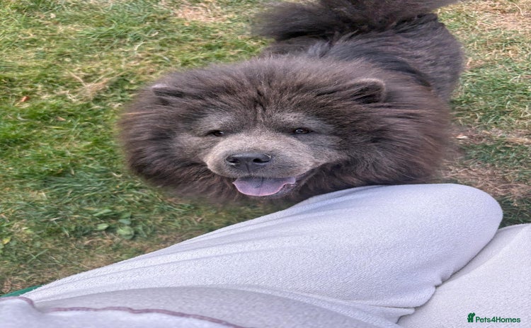 Chow Chow dogs - Advert 1
