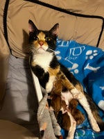 Mixed Breed cats - Advert 12