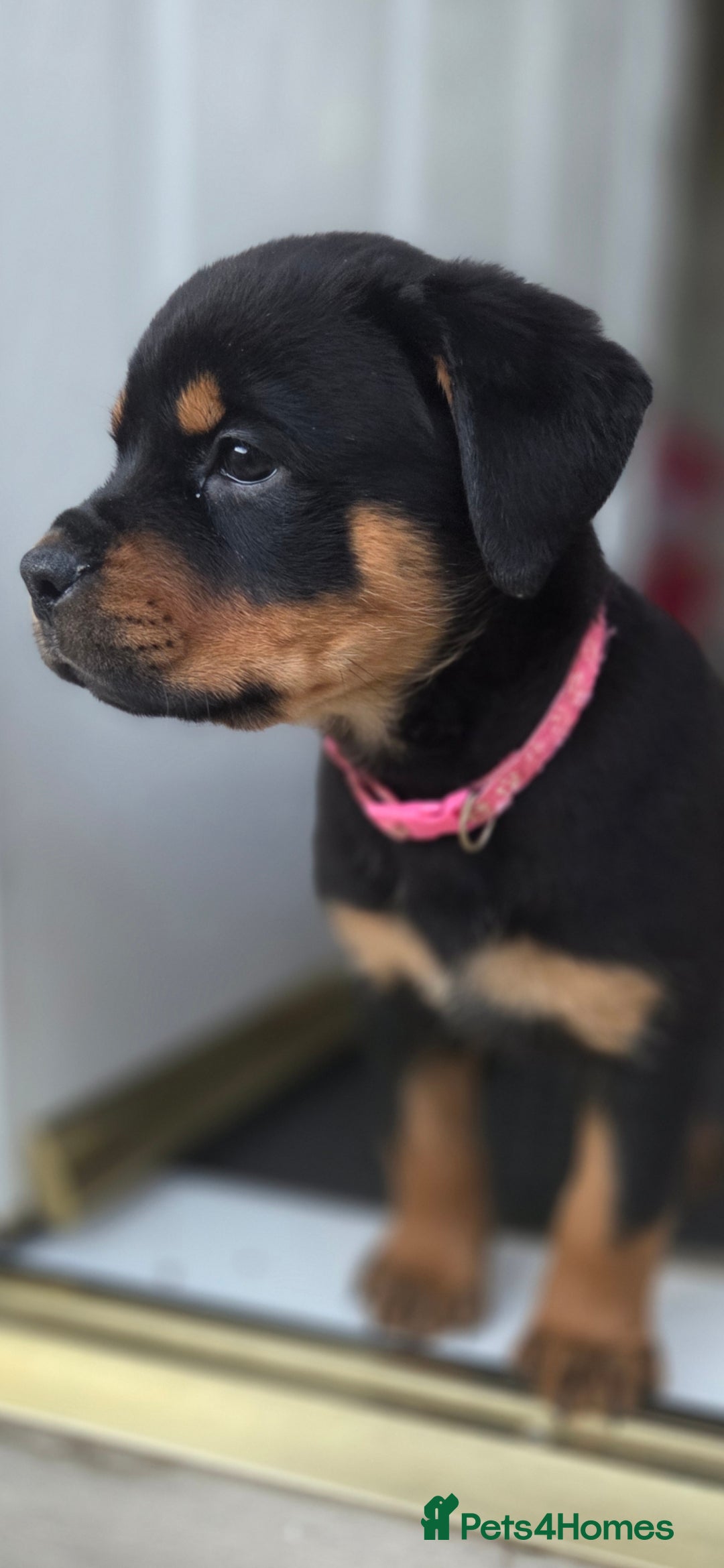 Rottweiler dogs Rottweiler puppies - Advert 6