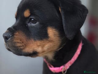 Rottweiler dogs Rottweiler puppies - Advert 6