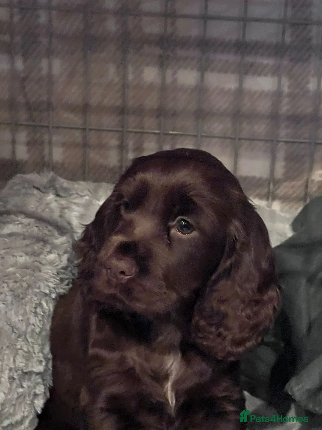 Cocker Spaniel dogs for sale: Cocker spaniel girl  in Holmfirth - Advert 4