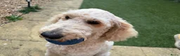 Standard Poodle dogs for sale: Standard Poodle - Looking for a forever home - Advert 5