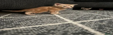 Kitten 1