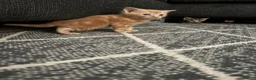Mixed Breed cats for sale: 6 mixed kittens  - Advert 5