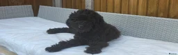 Mixed Breed dogs for sale: Labradoodle mix - Advert 1