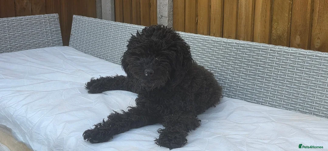 Mixed Breed dogs for sale: Labradoodle mix - Advert 1
