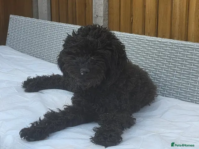 Mixed Breed dogs Labradoodle mix - Advert 11