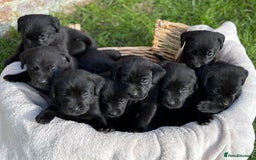 Labrador Retriever dogs for sale: Stunning Black Labrador Puppies KC Parents  - Image 6