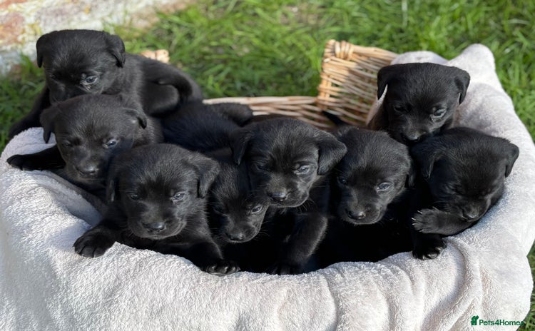 Labrador Retriever dogs - Advert 1