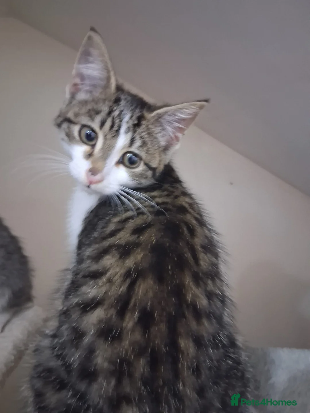 Mixed Breed cats for sale: Tabby cross - Advert 2