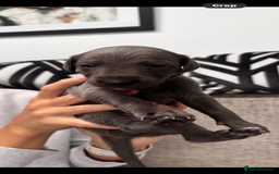 Whippet dogs for sale: 4 bedlington whippet cross whippet puppies  - Image 2