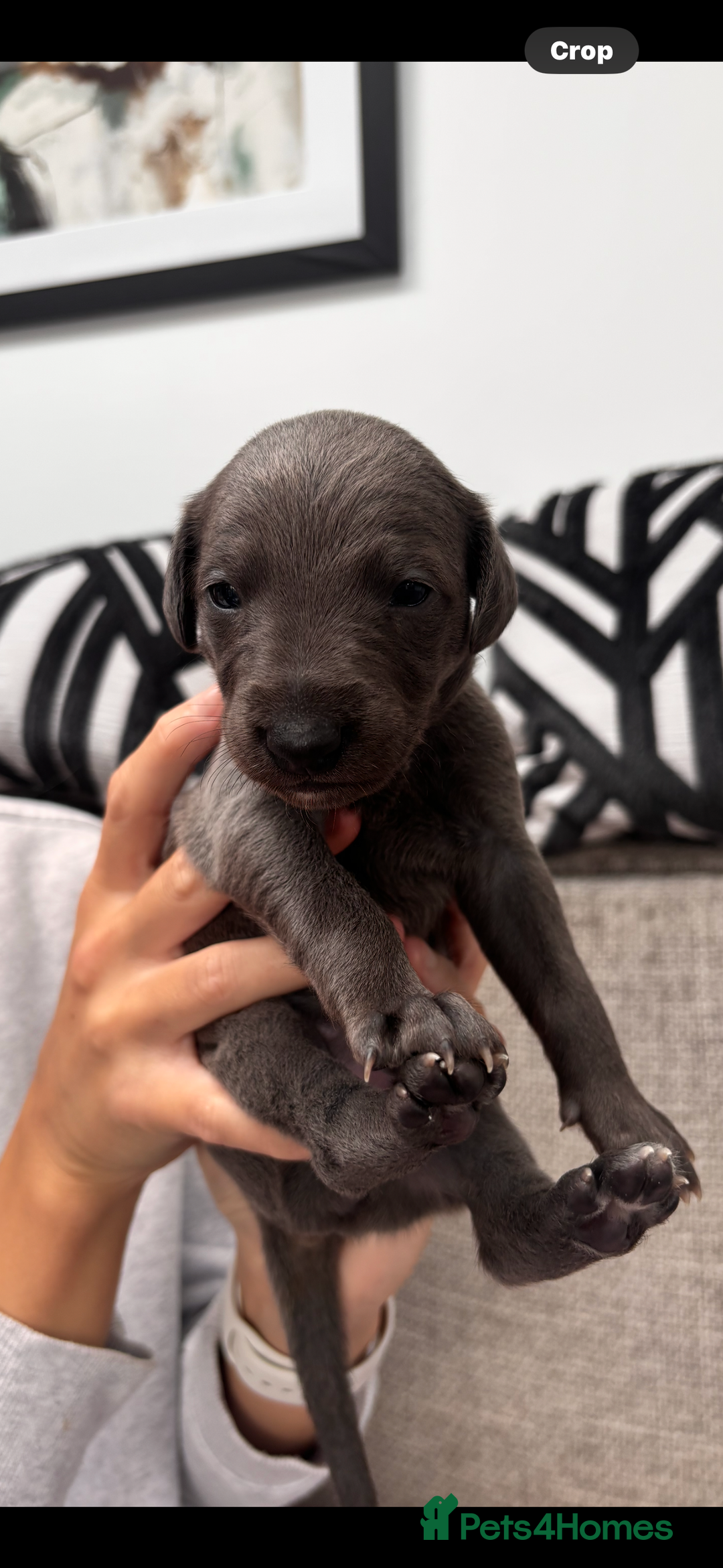Whippet dogs for sale: 4 bedlington whippet cross whippet puppies  - Image 2
