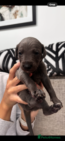 Whippet dogs - Advert 2