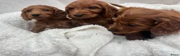 Cavapoo dogs for sale: Cavapoo puppies - Advert 3