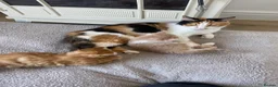 American Shorthair cats for sale: 2 Gorgeous boys - Advert 1