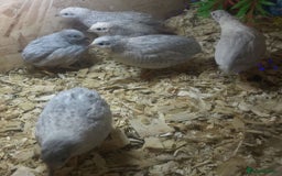 Quail poultry for sale: QUAIL HATCHING EGGS/1ST SEPTEMBER ! - Image 34