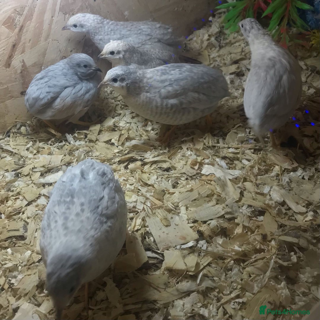 Quail poultry for sale: QUAIL HATCHING EGGS/1ST SEPTEMBER ! - Image 34