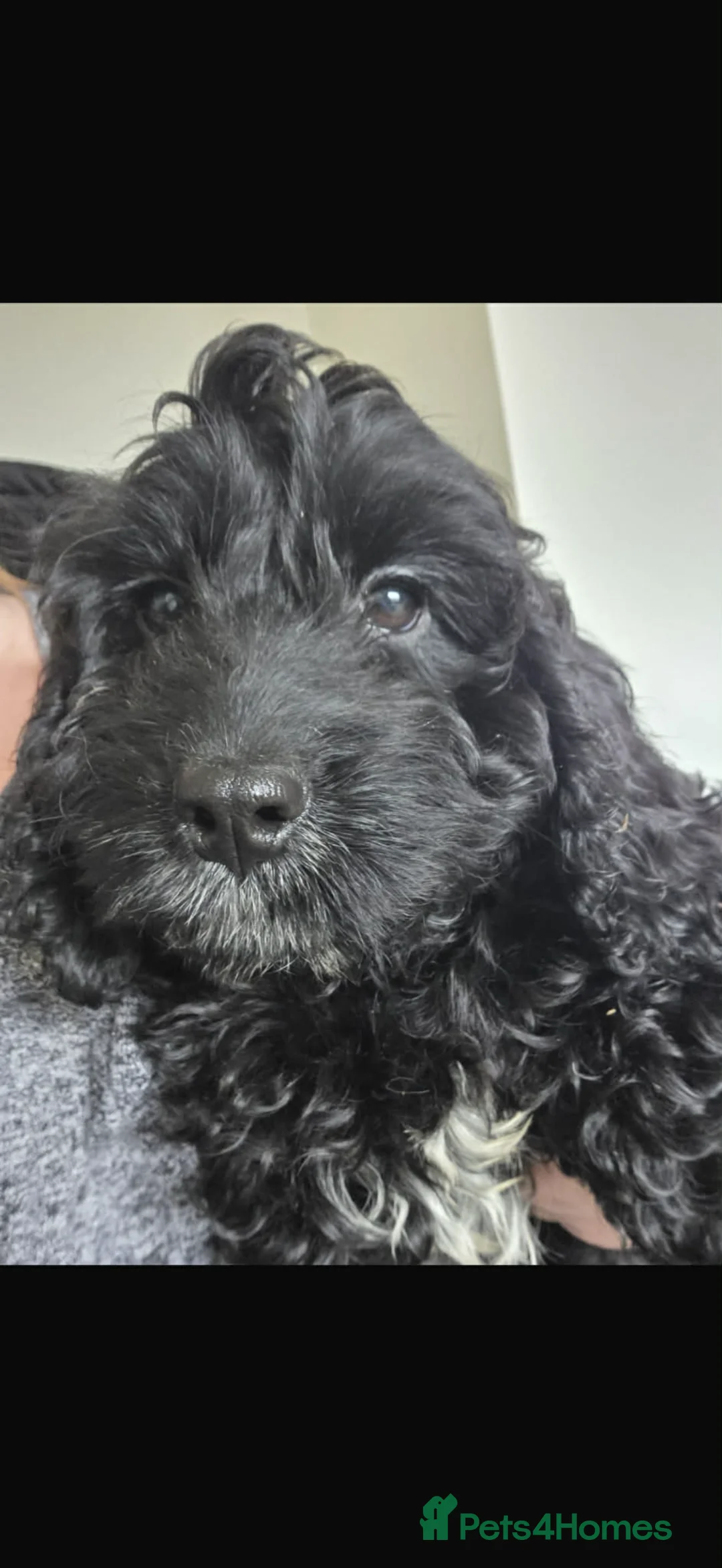 Cockapoo dogs for sale: Adorable cockapoo - Advert 7