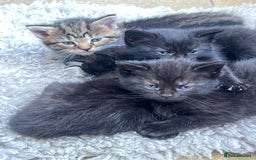 Mixed Breed cats for sale: 6 Kittens for sale - Image 1