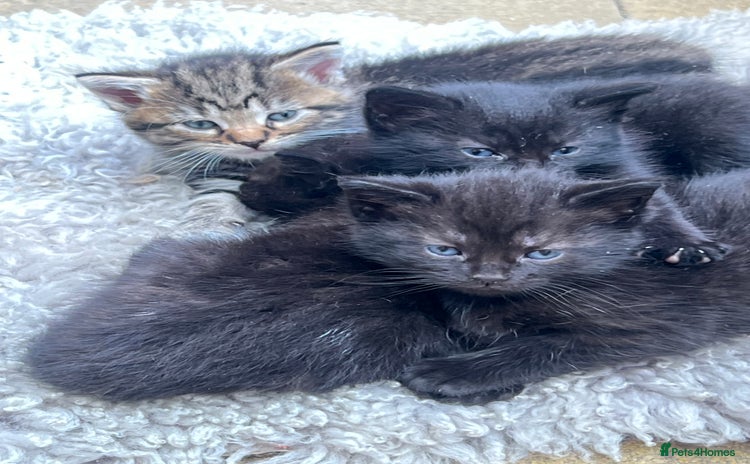 Mixed Breed cats - Advert 4