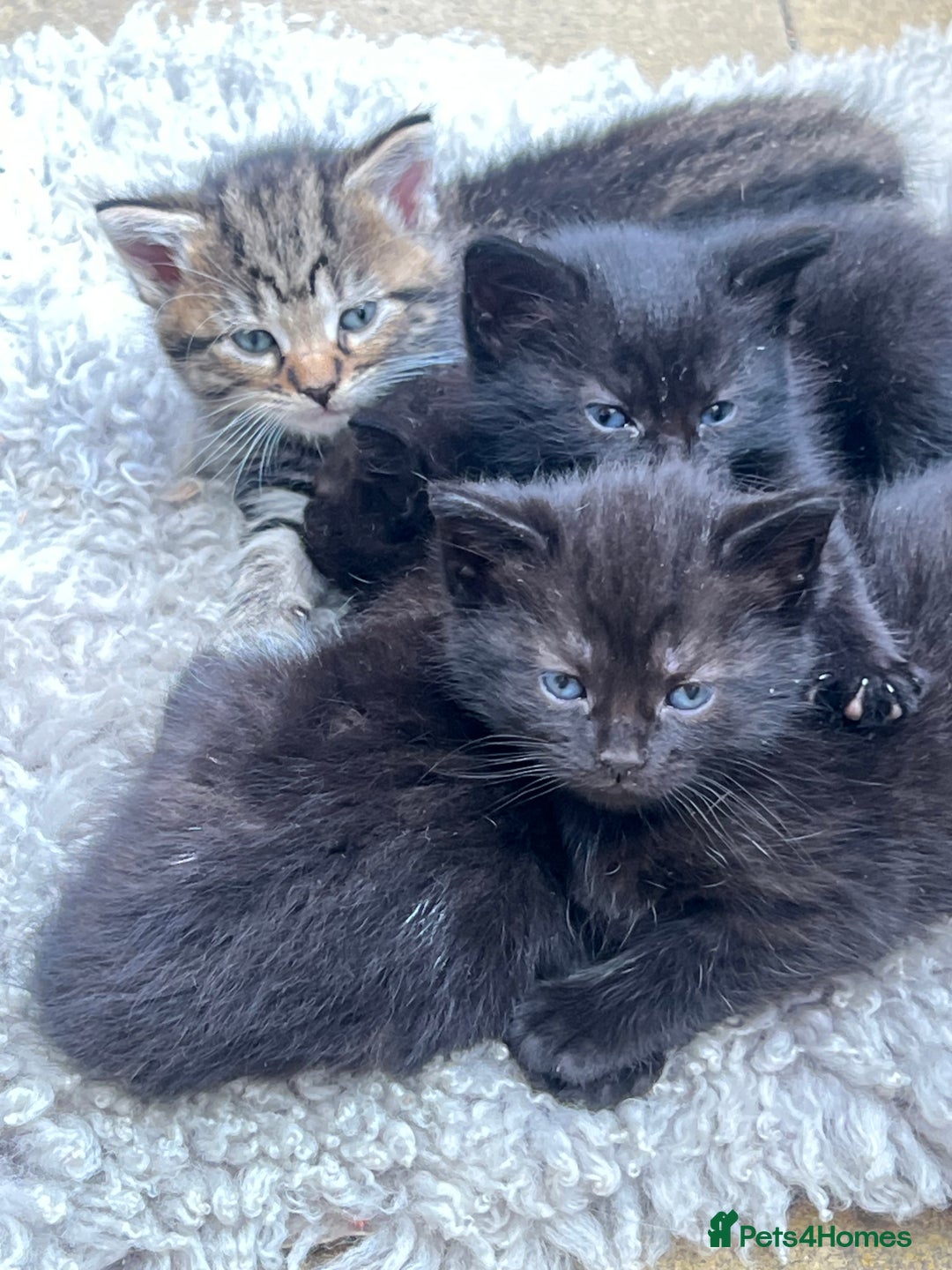 Mixed Breed cats for sale: 6 Kittens for sale - Image 1