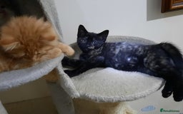 Domestic Shorthair cats for sale: Happy kittens ready to share love and joy  - Image 5