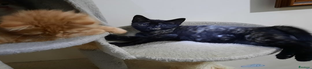 Domestic Shorthair Kitten 3