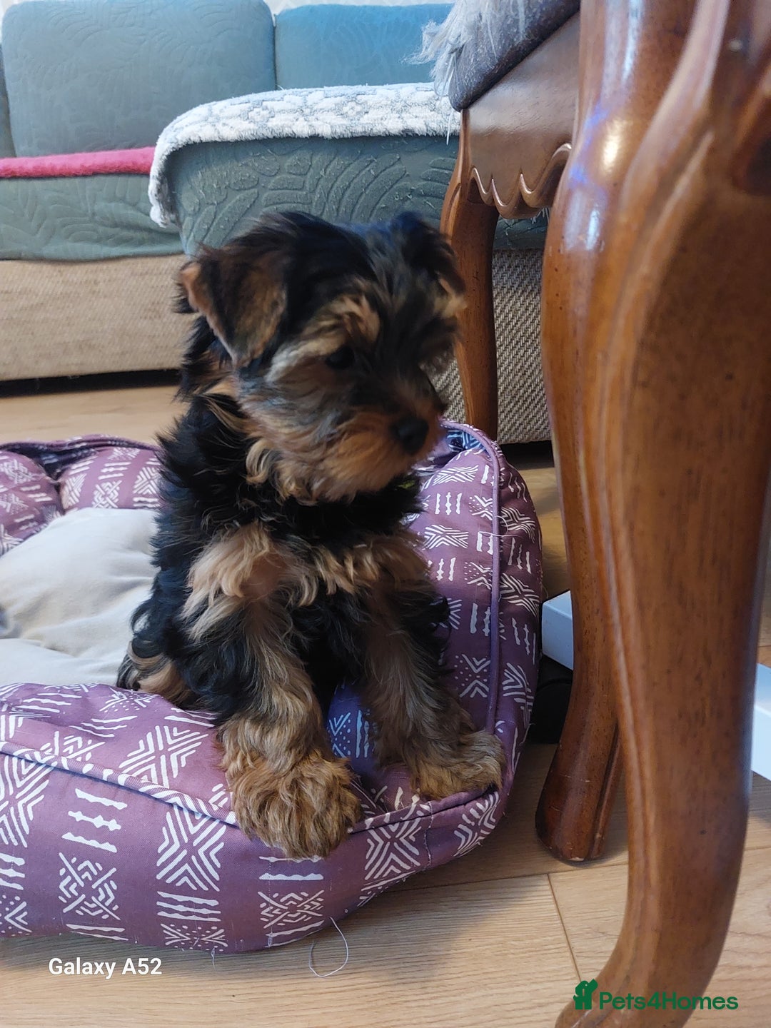 Yorkshire Terrier dogs for sale: Yorkshire Terrier Puppies (2 left) - Advert 34