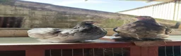 Chickens poultry for sale: POL pekin bantam hens - Advert 1