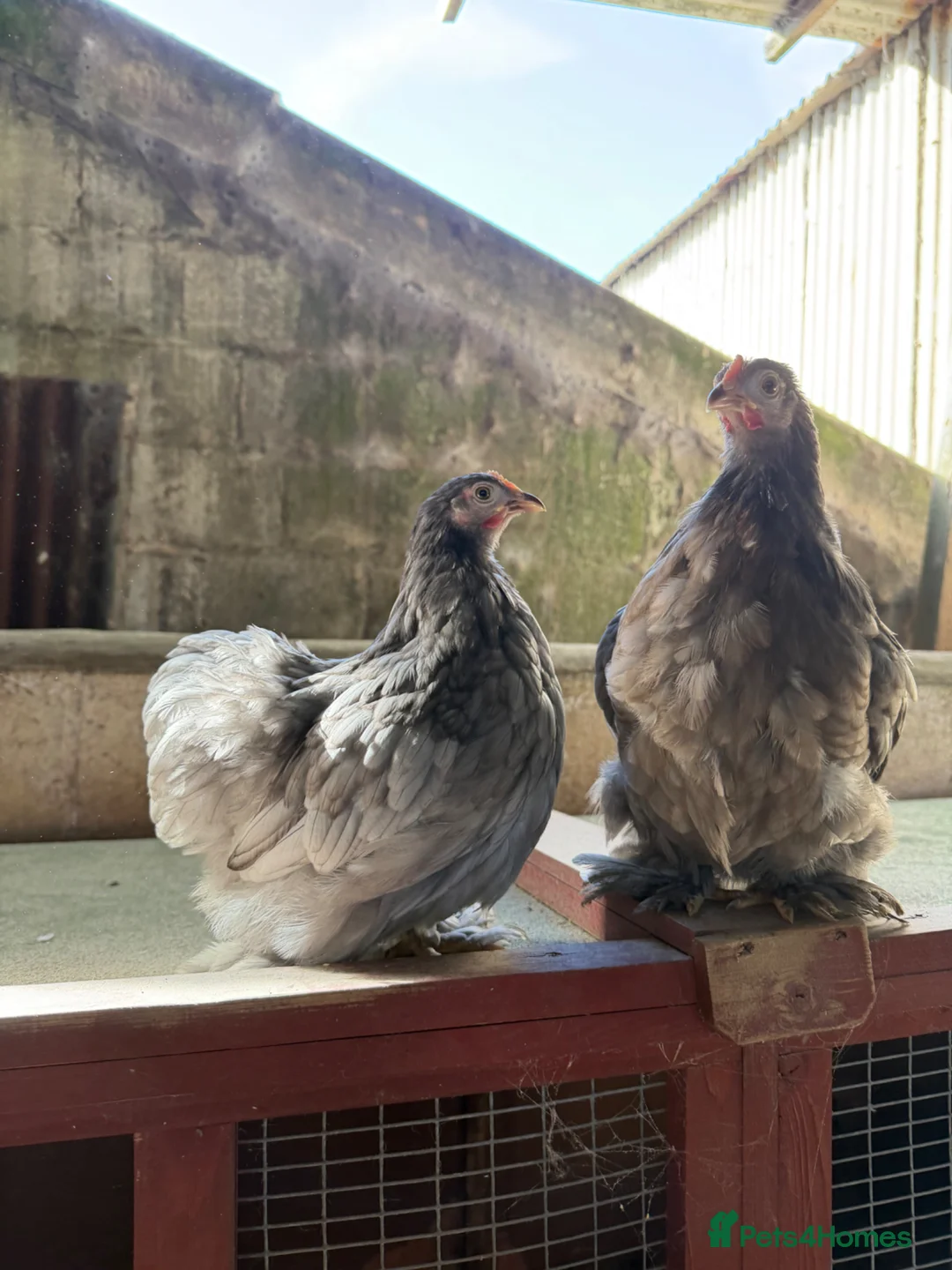 Chickens poultry for sale: POL pekin bantam hens - Advert 1