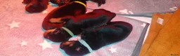 Rottweiler dogs for sale: Rottweiler puppies for sale - Advert 3