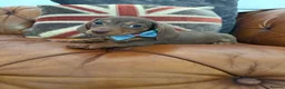 Miniature Dachshund dogs for sale: Miniature Dachshund 5 ⭐ License 5 ⭐ reviews - Advert 3
