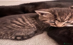 British Shorthair cats for sale: 3 little boy kittens  - Image 5
