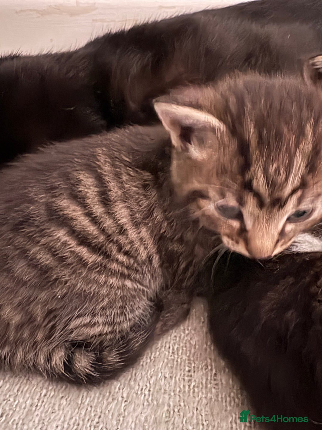 British Shorthair cats for sale: 3 little boy kittens  - Image 5