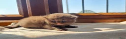 British Shorthair cats for sale: 2 female GCCF British short hair kittens - Advert 27