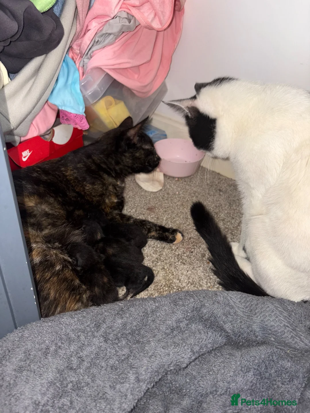 Mixed Breed cats for sale: 3 BABYS LOOKING FOR A HOME  - Advert 2
