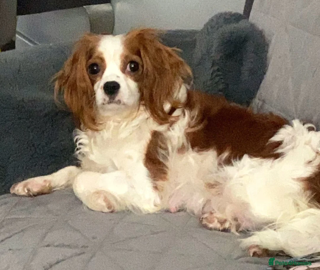 Cavapoo dogs for sale: Miniature cavapoos  - Advert 4