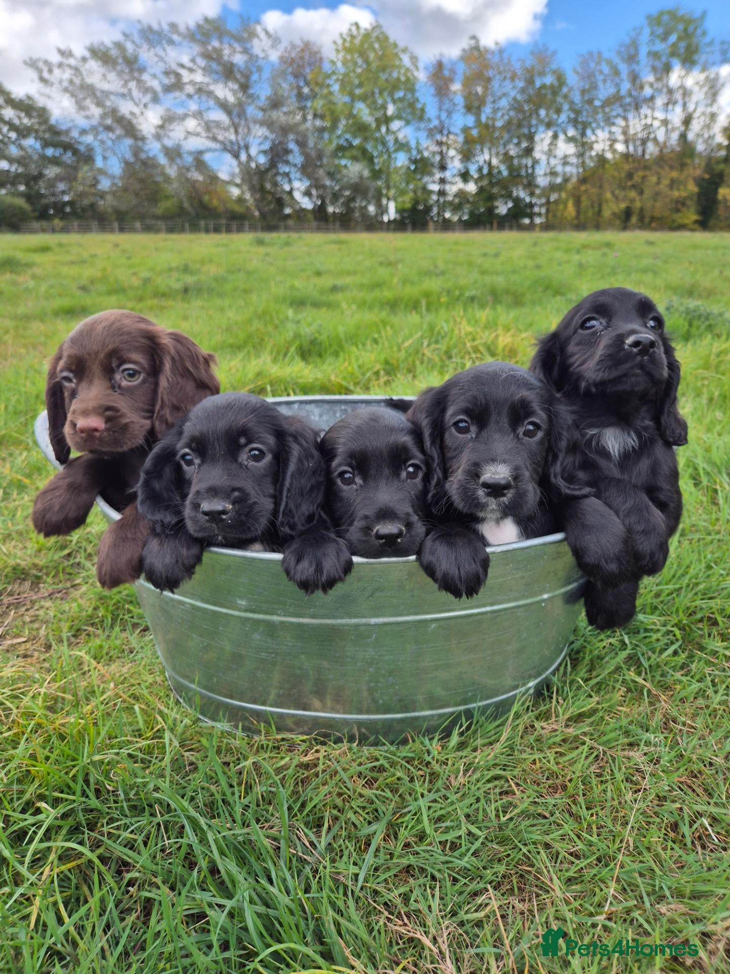 Cocker Spaniel dogs Cocker spaniel pups - Advert 2