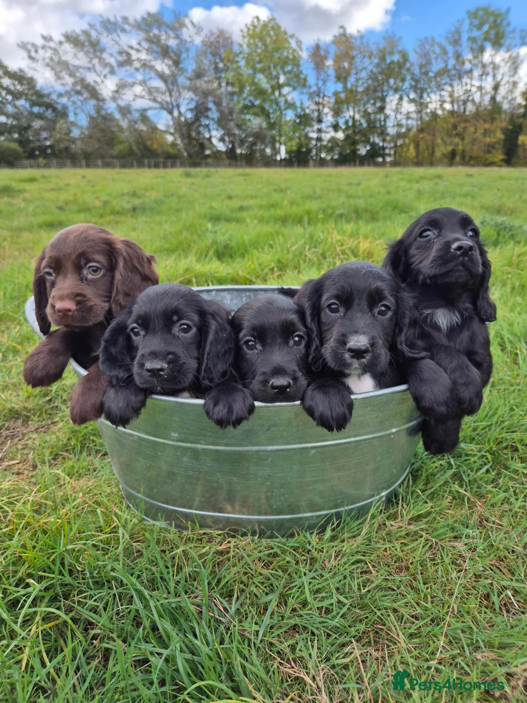 Cocker Spaniel dogs for sale: Cocker spaniel pups - Advert 2